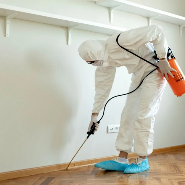 Intervention anti-nuisibles à Rennes par SOS Expert Hygiène
